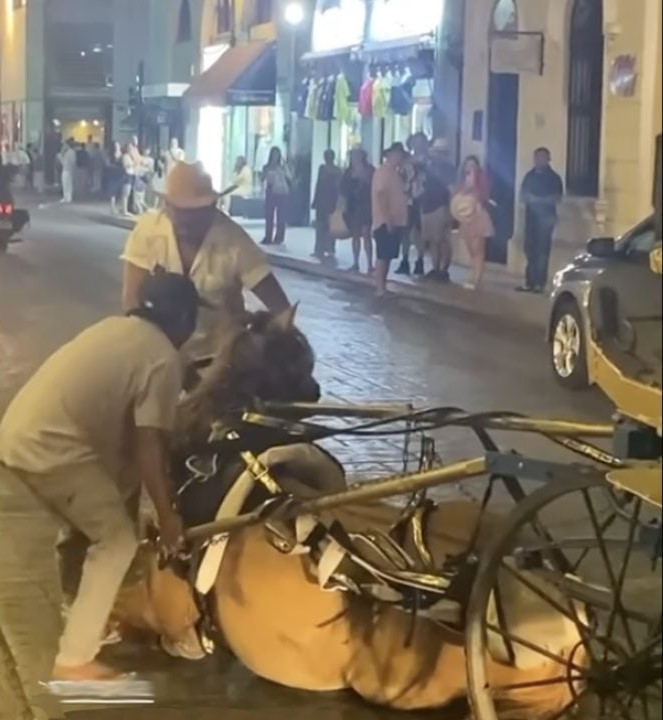 Atienden a caballo accidentado