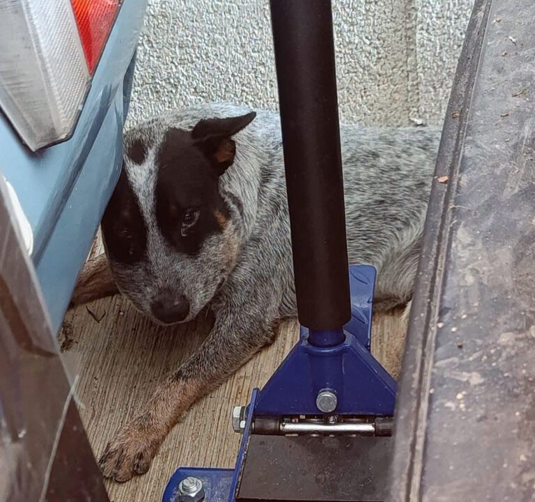Tayson, el perro que enfrentó a una huolpoch y sobrevivió para volver con su familia
